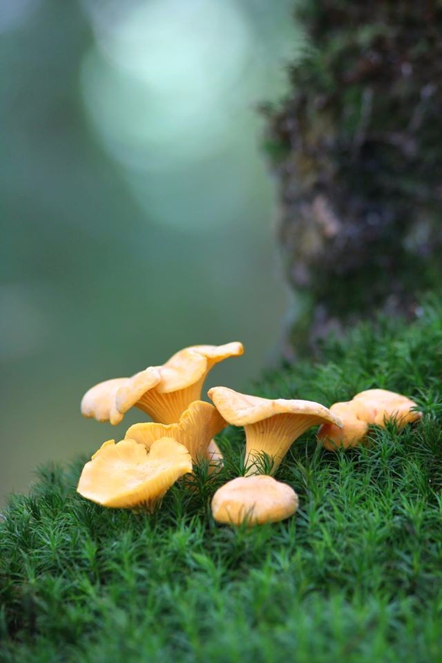 1269384_506923326066587_227076522_o_20189681_large